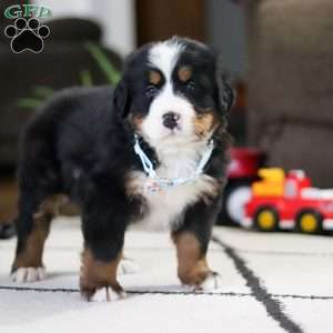 Cash, Bernese Mountain Dog Puppy